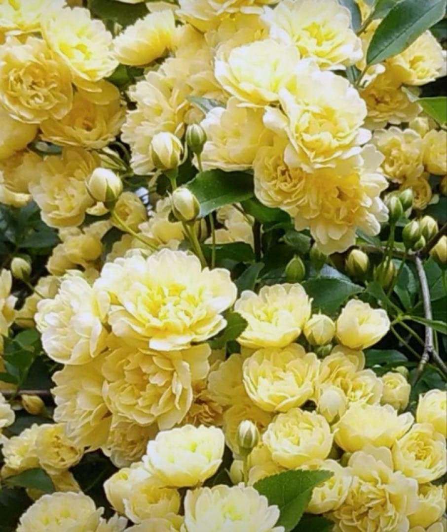 Amazon.co.jp: 薔薇挿し木苗 モッコウバラ黄 : DIY・工具・ガーデン